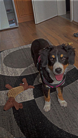 Australian Shepherd – Lilly sucht ein neues zu Hause