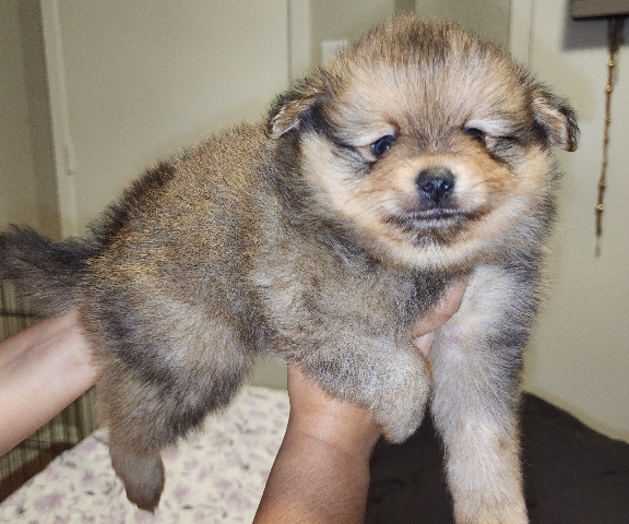 pomeranian puppy