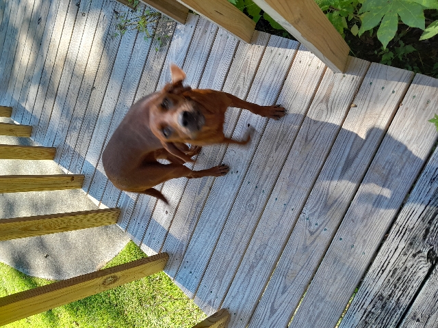 Redbone Coonhound – Redbone coonhound for sale