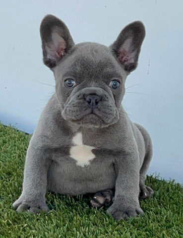 French Bulldog – Blue Male Fluffy Carrier French Bulldog