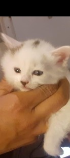 cute kittens British short hair