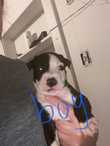 pit bull