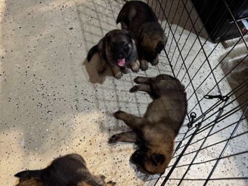 Belgian Shepherd Dog (Groenendael) – 6 puppies for sale