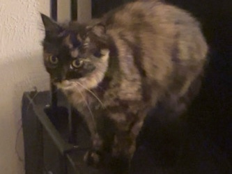 kittys – Saluda