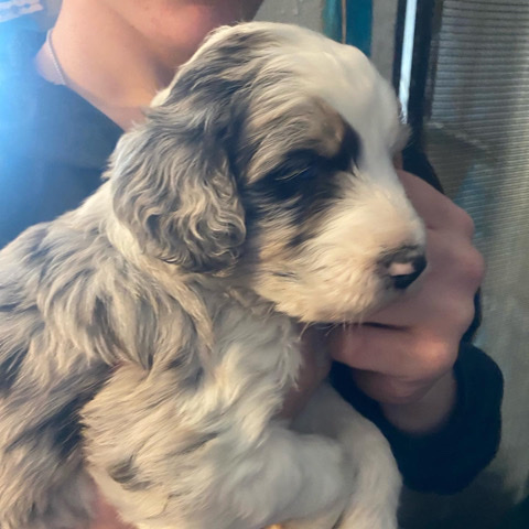 Australian Shepherd – Aussie Doodle Puppies