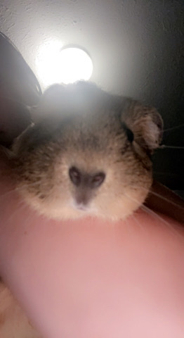 Any – two precious Guinea pigs