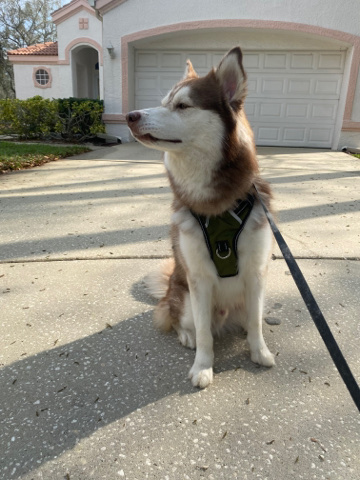 Siberian Husky – Siberian Husky