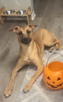 Free puppy