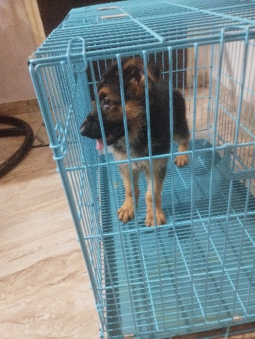 German Shepherd – broodi