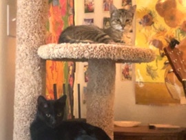 an adorable bonded pair – North Logan