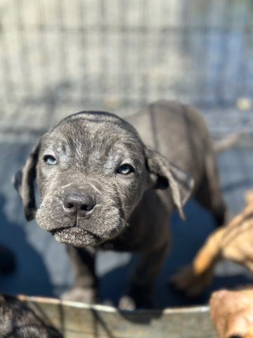 cane corso puppies