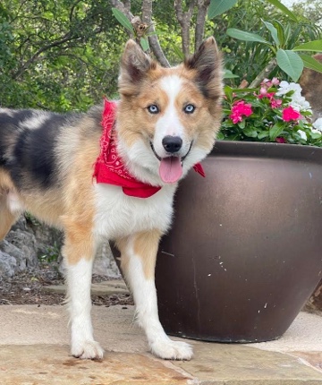 Border Collie – Rehoming border collie male