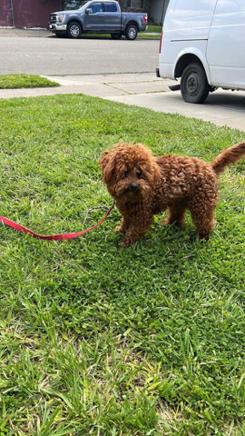 Poodle – Mini Poodle