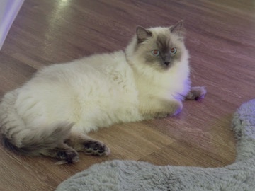 Ragdoll – beautiful sugar – Ontario