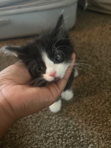 cats for sell