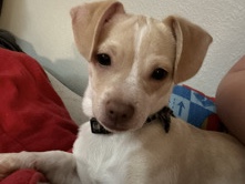 Chihuahua – Rehoming – Gladstone