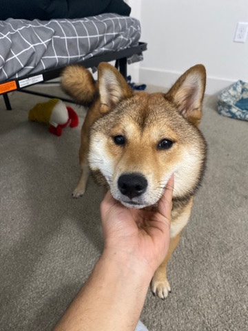 Shiba inu Female