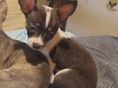 Chihuahua – Angelique – Vineland