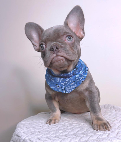 French Bulldog – French bulldog Male