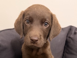 Labrador Retriever – Beautiful Female KC Registered Labrador Retriever Puppy Left - Doncaster – Doncaster