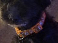Yorkie Poo – Yorkiepoo Teacups Males – Wyoming