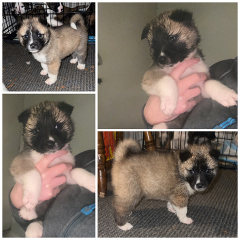 Akita – American Akitas (1 male 1 female left)