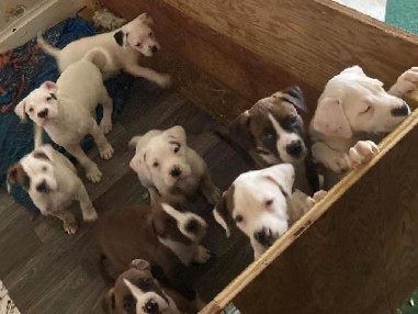 American Pit Bull Terrier – Adorable pit bull seeking new home.