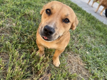 puppy’s – Miami