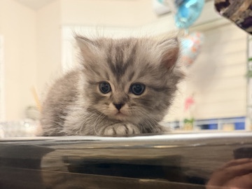 Persian (Modern) – furry kittens – New York