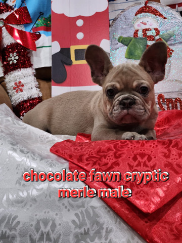 French Bulldog – French bulldog
