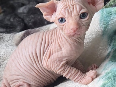Sphynx – Adorable Sphynx kittens for rehoming – Ciudad Nezahualcóyotl