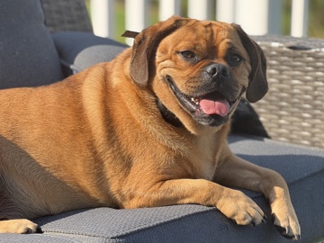 Puggle – Great dog looking for great home – Chester Heights