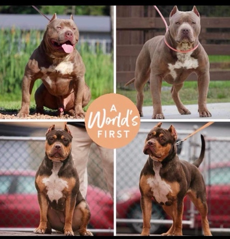 Xl american bullies, puppies.
