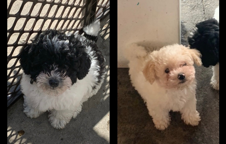 Poodle – toy poodle puppies