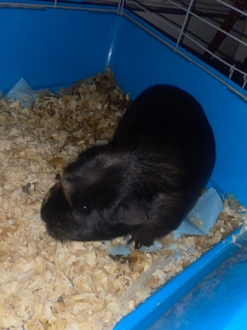 guinea pig – Guinea pig