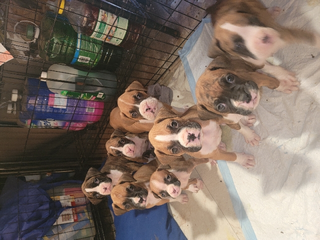 Boxer – puppies boxers