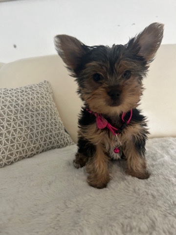 Yorkshire Terrier – 2 yorkie