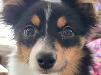Russo-European Laika – Rosie – Davenport