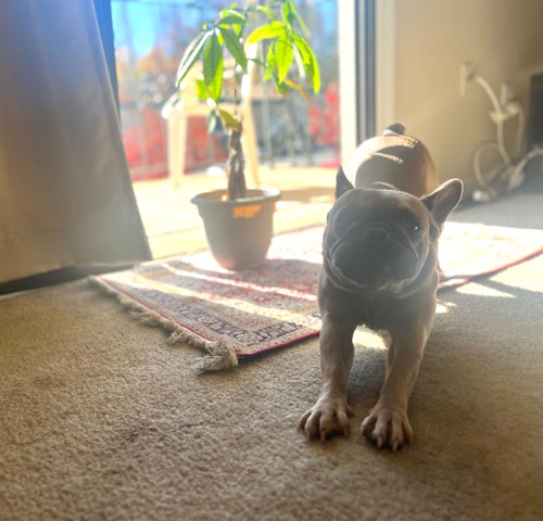 French Bulldog – selling my 1 year old French bulldog female