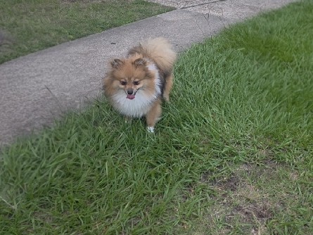 Pomeranian – Pomeranian female – Katy