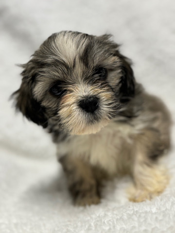 Lhasa Apso – akc lhasa apso