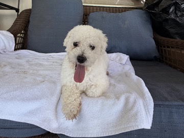 Bichon Frise – Bichon Frise – Cooper City