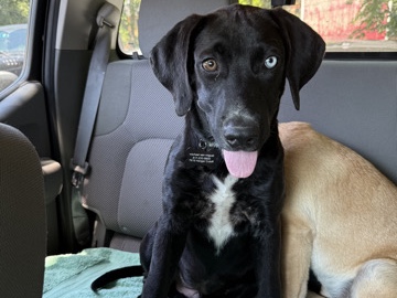 Mixed Breed – Rehome - Pitbull/Belgian Mix – Fort Worth