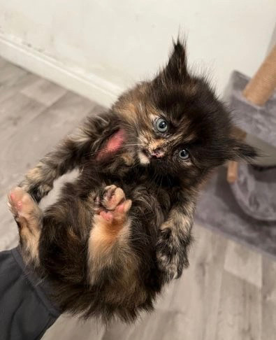 Ragdoll – ragdoll kittens