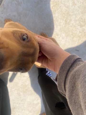 Doberman Pinscher – dober man Pitbull puppy’s