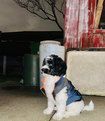 bernedoodle