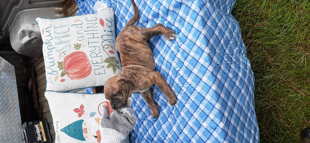 American Bulldog – bully pups