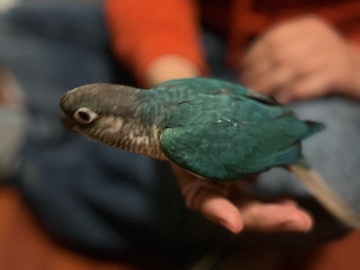 green cheek conure. – Charlottesville