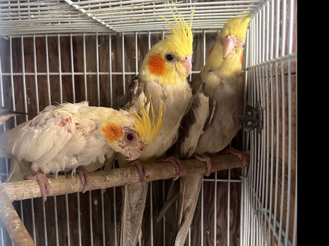 Cockatiel – cacatua – El Monte