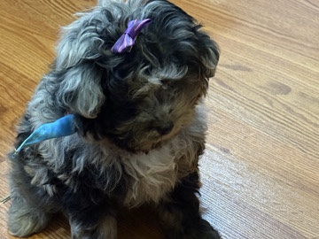 Pomeranian – Pomeranian Poodle Puppy – Snellville